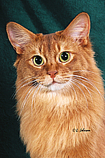 03_Mittsnpaws Miromax